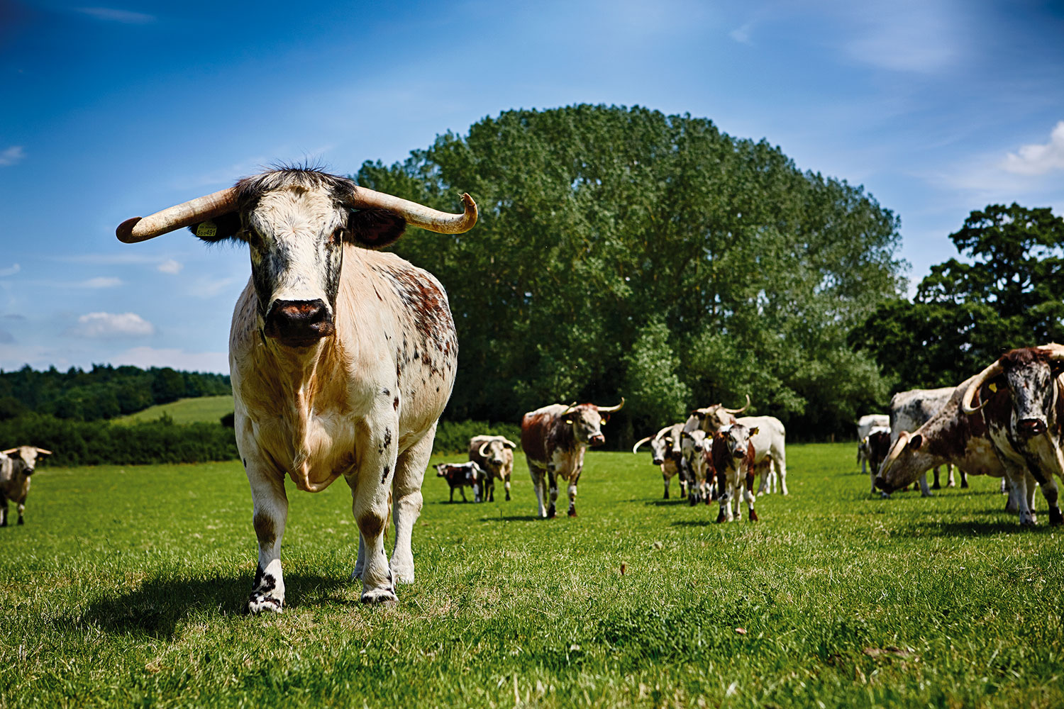 Longhorn Cow