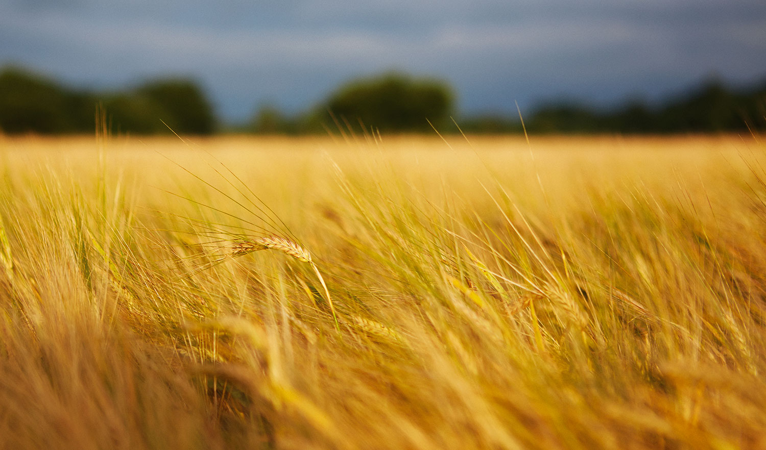 Shropshire Field