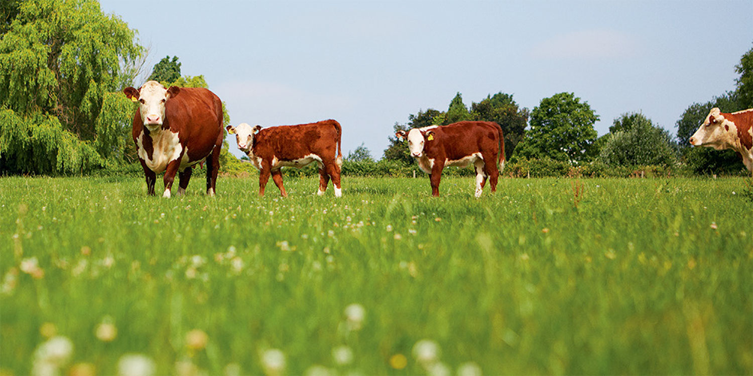 Herefordshire Cows